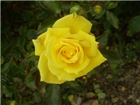 3901b6fd-Picture 772.jpg